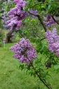 Lilas ÃÂ  fleurs de jacinthe Hyacinth lilac Syringa x hyacinthiflora Daphne Pink.Oleaceae